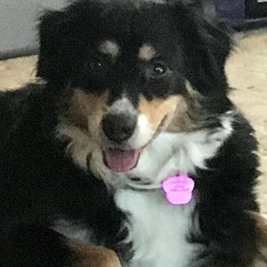 Meet your Posher, Patty